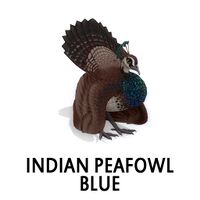 Indian Peafowl - Blue Peahen Sitting