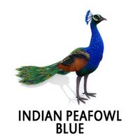 Indian Peafowl - Blue Peacock Standing