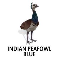 Indian Peafowl - Blue Peahen Standing