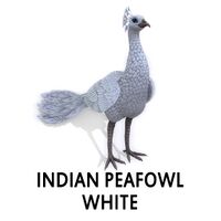 Indian Peafowl - White Peahen Standing