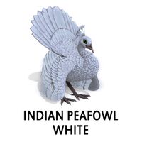 Indian Peafowl - White Peahen Sitting