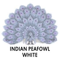 Indian Peafowl - White Peahen Sitting