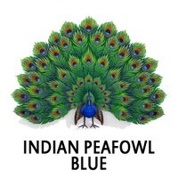 Indian Peafowl - Blue Peacock Sitting