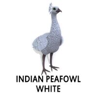 Indian Peafowl - White Peahen Standing